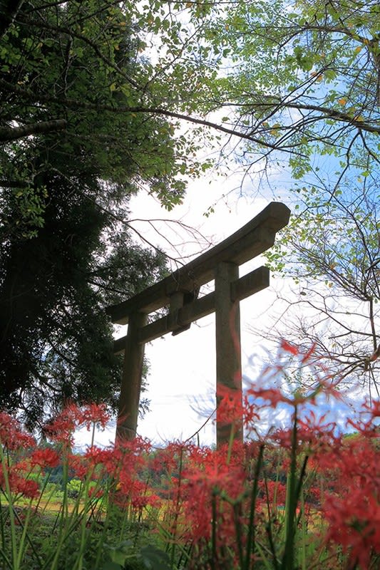熊野神社 彼岸花 Hanahana まこちゃんの わくわくフォト 熊野神社 彼岸花 Hanahana まこちゃんの わくわくフォト