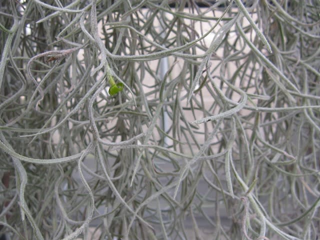土は不要 初めてのウスネオイデスの花tillandsia Usneoides 蘭すきです 開花記録 暮らしノート 土は不要 初めてのウスネオイデスの花tillandsia Usneoides 蘭すきです 開花記録 暮らしノート