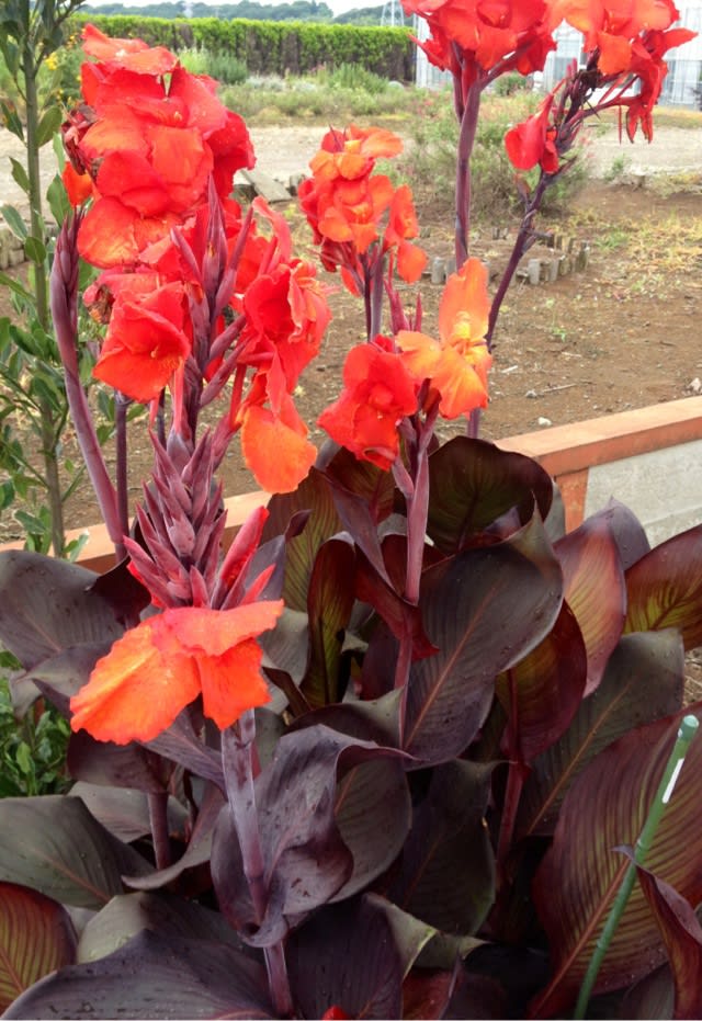 銅葉カンナの花 - かながわハーブナーセリー園主のブログ ハーブと暮らす３６５日