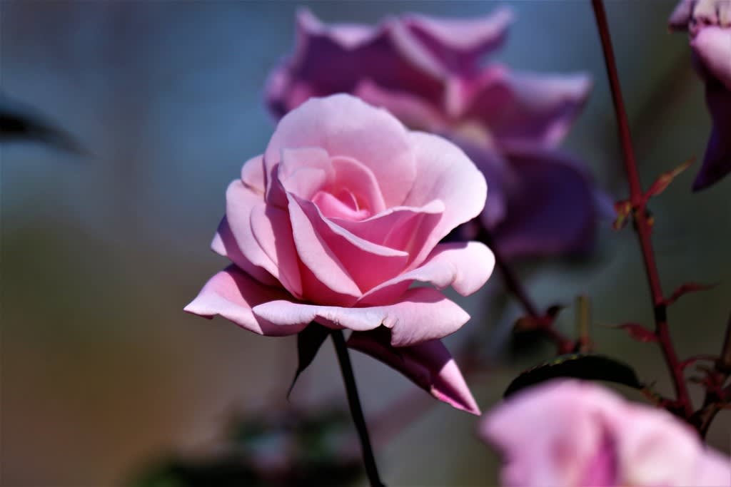 ピンクの薔薇 マダム バタフライ Atakaの趣味悠久