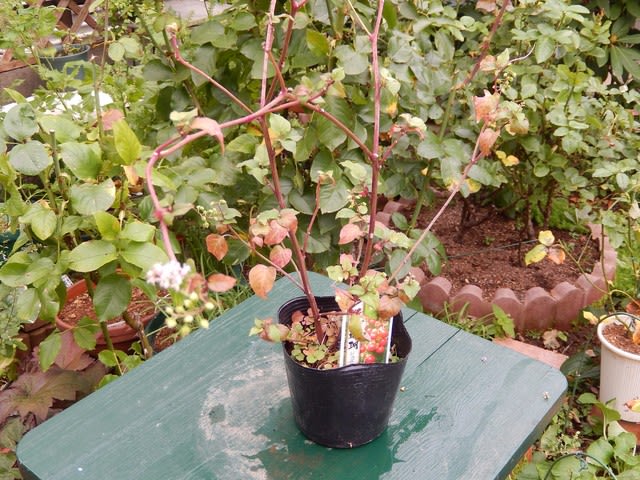 ジュズサンゴ 数珠珊瑚 植物大好き 出会い ときめき 癒し ジュズサンゴ 数珠珊瑚 植物大好き 出会い ときめき 癒し