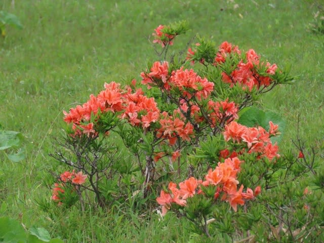 高ボッチ高原・鉢伏山で最近咲いている花　レンゲツツジ（蓮華躑躅）