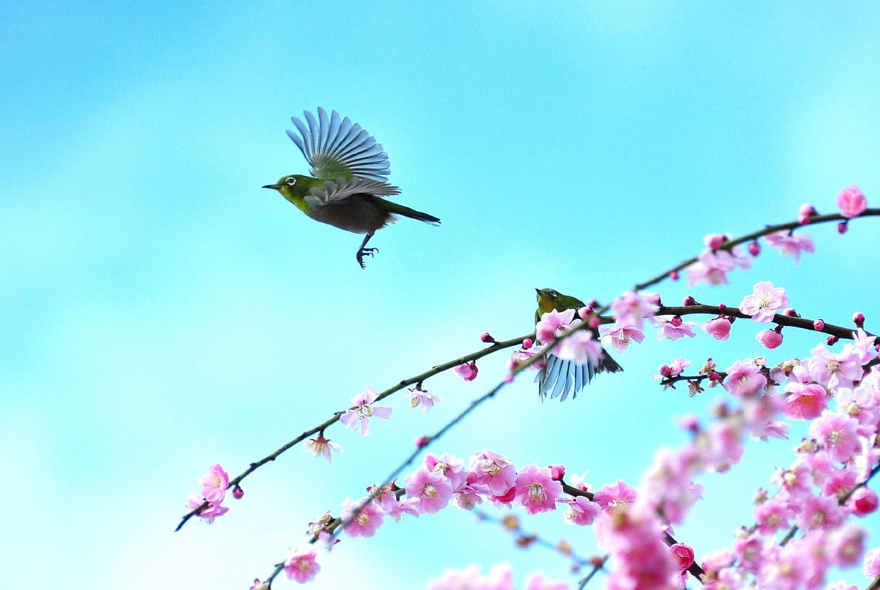 春だと飛び出す季節にメジロも羽ばたく 写真ブログ ずバッと 今日の１枚