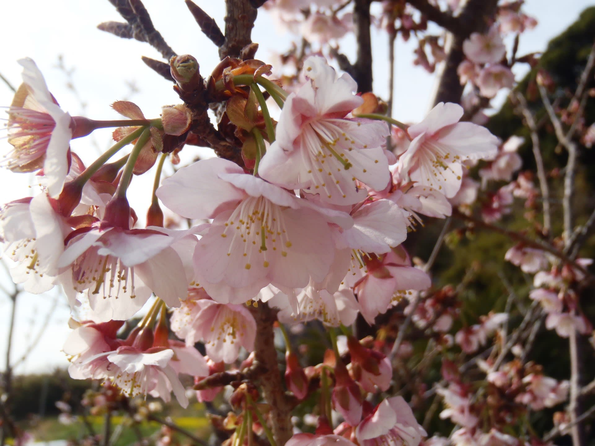 南房総ドライブ２０１７ 桜と菜の花畑と濃溝の滝 秋風春風スタイル