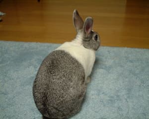 背中ファスナー うさぎのしっぽ 背中ファスナー うさぎのしっぽ