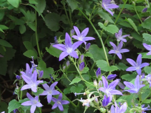 紫色の五弁の花が可憐なカンパニュラ アルペンブルー 093 野の花 庭の花