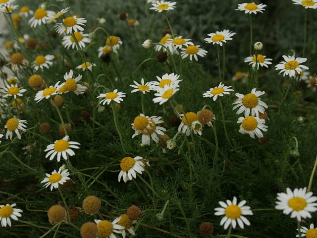 カモミールの切り戻し剪定 Olive Gardening過去ログ倉庫