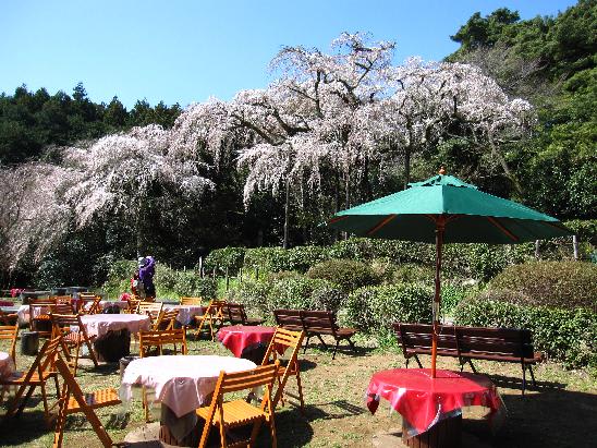 小田原市入生田 長興山のしだれ桜 小田原の端々