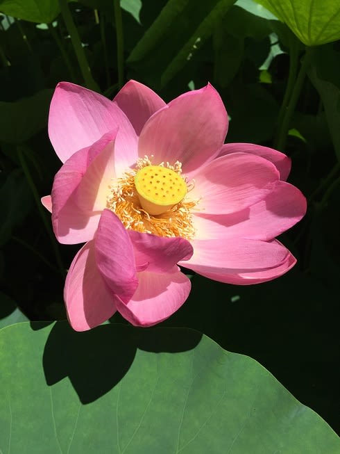 19年6月16日 千葉公園の大賀蓮が咲いています 大賀ハスのふるさとの会