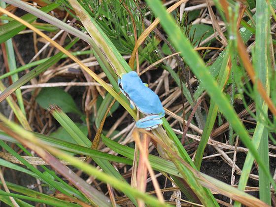 アマガエルの体色変化 09.09.29 地理の部屋と佐渡島