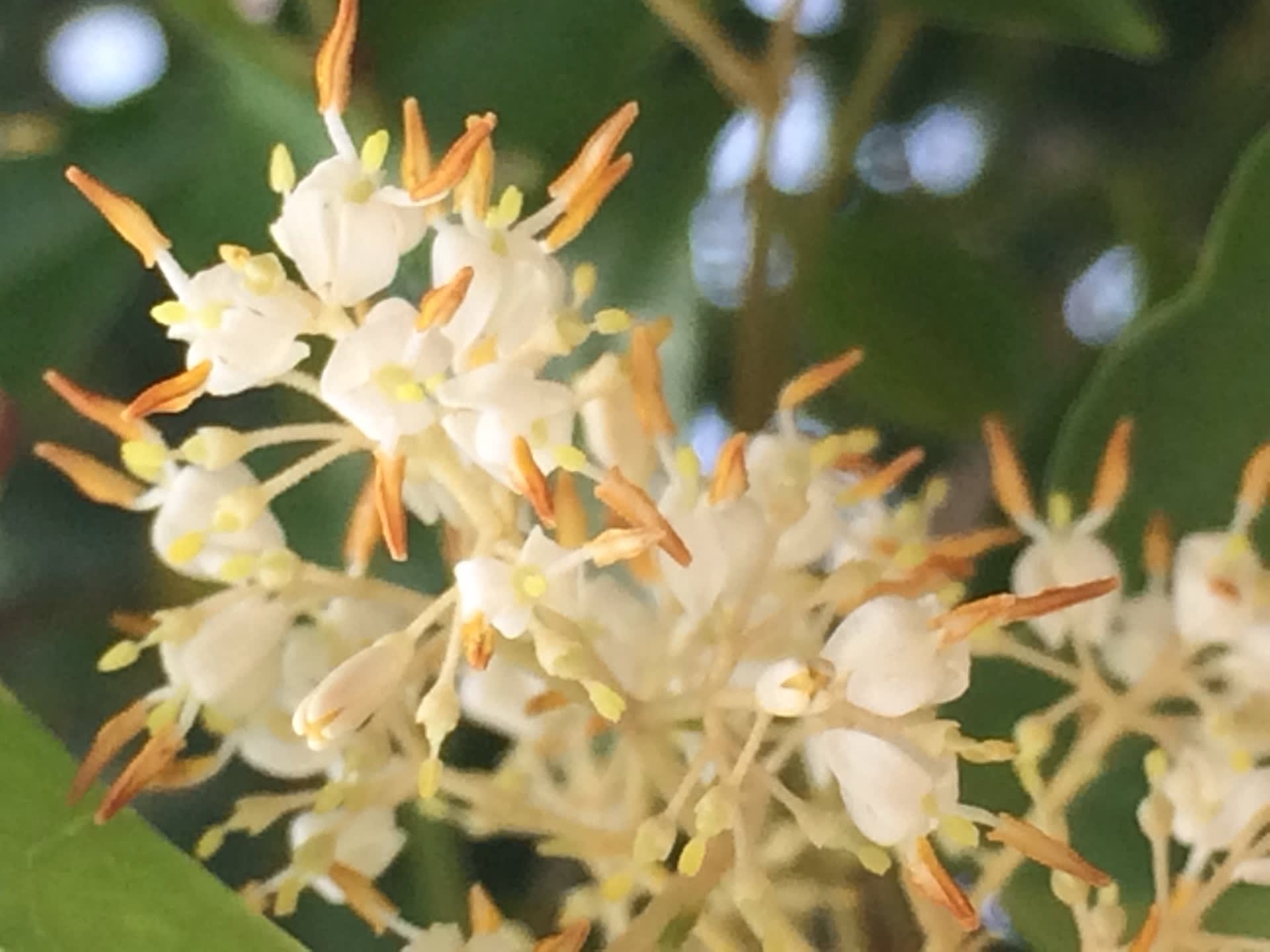 香りの良い花が咲く木 シマトネリコなど 写真と短い文章 ２