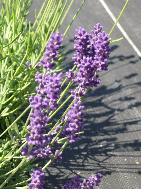 岩手県立花きセンターのイングリッシュラベンダー　2019年6月20日（木） - peaの植物図鑑