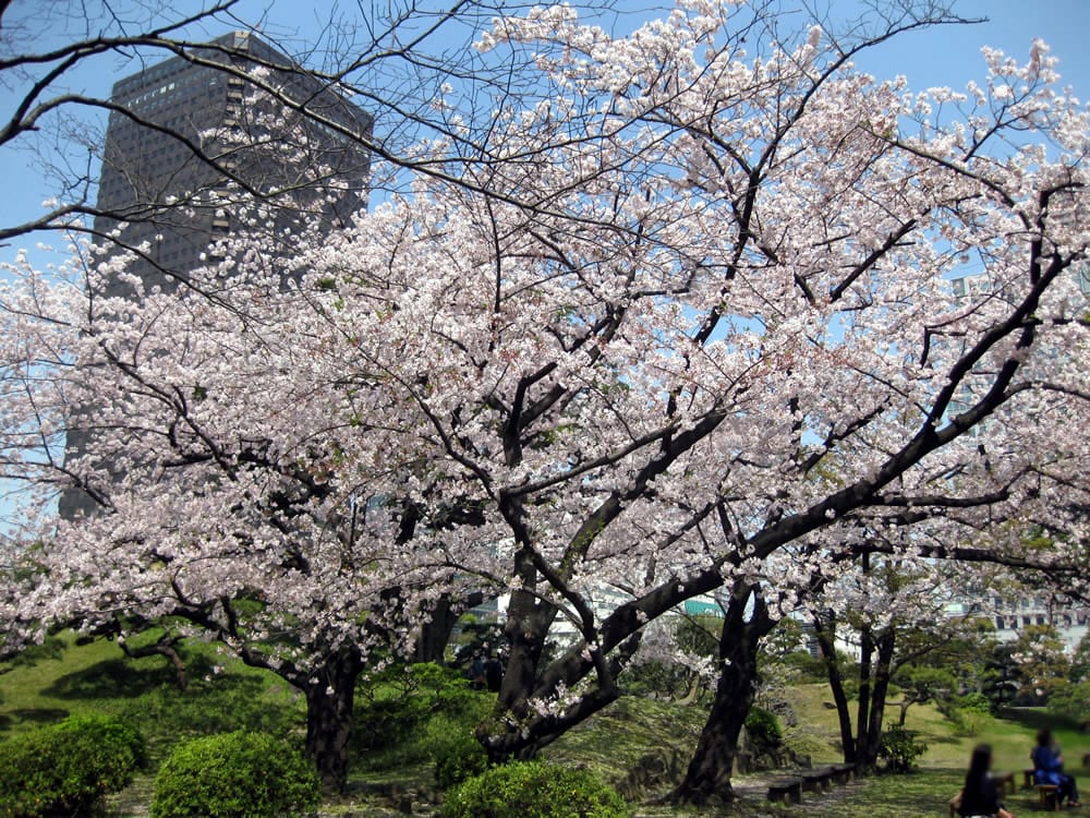 旧芝離宮恩賜庭園 桜は満開 東京23区のごみ問題を考える