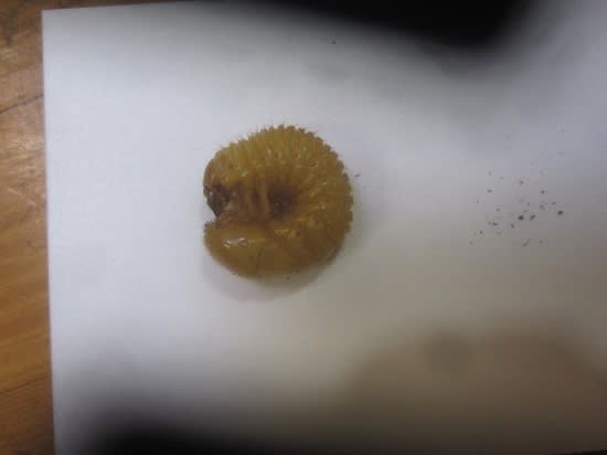 種不明のコガネムシ幼虫 昆虫採集記 種不明のコガネムシ幼虫 昆虫採集記