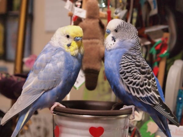 フジ坊の激太り 鳥バカ日記