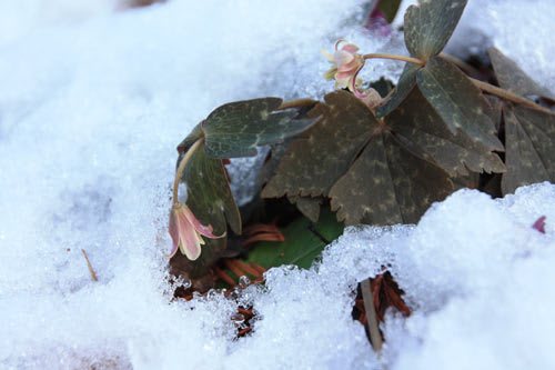 雪の中で咲く早春の花 雪割り一華 神代植物公園で １ Grandma のデジカメ写真日記