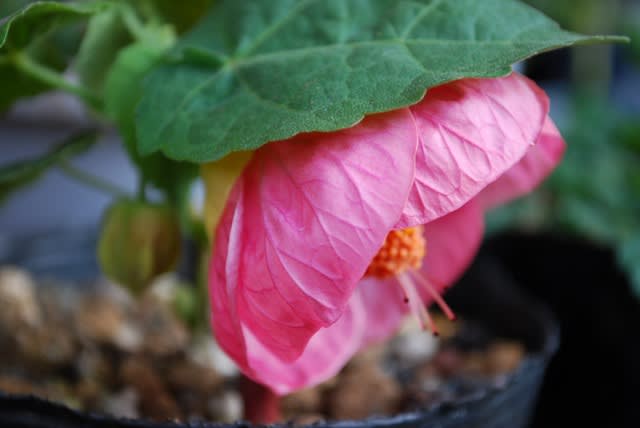 アブチロン 六種類開花 窓を開けたら花たちが アブチロン 六種類開花 窓を開けたら花たちが