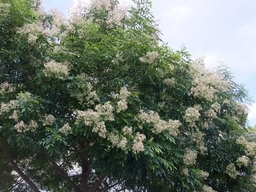 新鮮なトネリコ 花 最高の花の画像