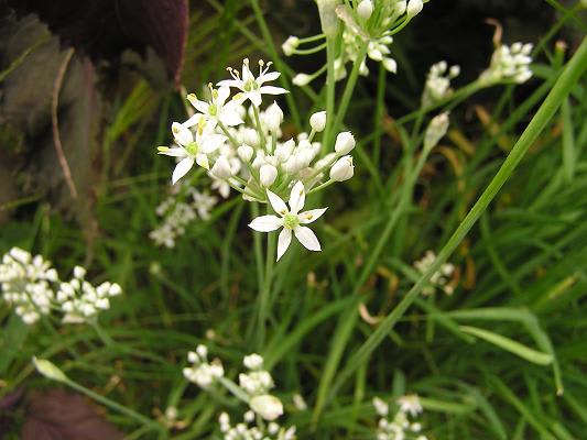 ニラ 韮 の名称とニラの花 らいちゃんの家庭菜園日記