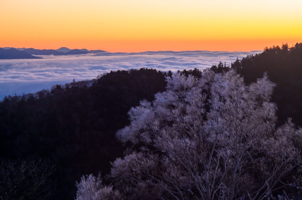 岳樺霧氷と雲海の写真