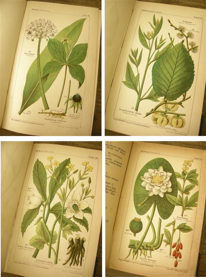2022年秋冬新作 高山植物1899年額装にも アンティーク植物図鑑*美しい 