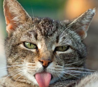 なぜ 猫舌 熱いものが食べられない……「猫舌」を徹底的に研究してわかった“そうでない人”の決定的な違い
