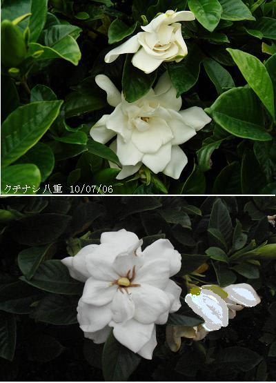 クチナシ八重咲き クチナシの白い花にも個性あり 里山コスモスブログ