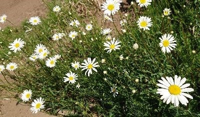 家の周りの花 ミミママの感謝と有難うのブログ