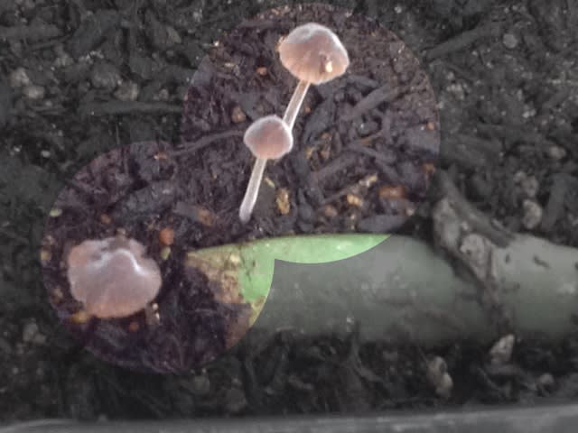 一日で生えたキノコ 小さな苔たち こすもす ぐりーん