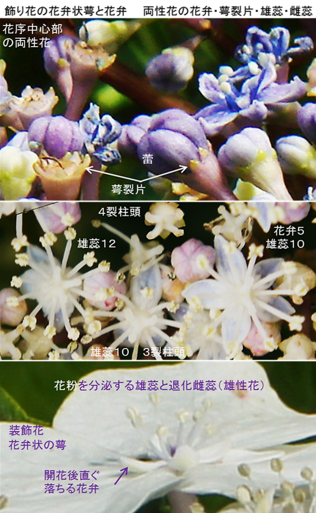 樹木の四季500 アジサイ(1)額紫陽花・本紫陽花・西洋紫陽花
