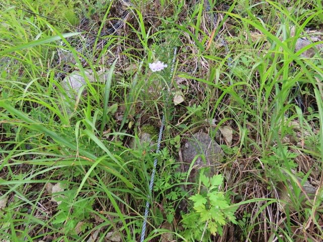 高ボッチ高原・鉢伏山で最近咲いている花　マツムシソウ（松虫草）