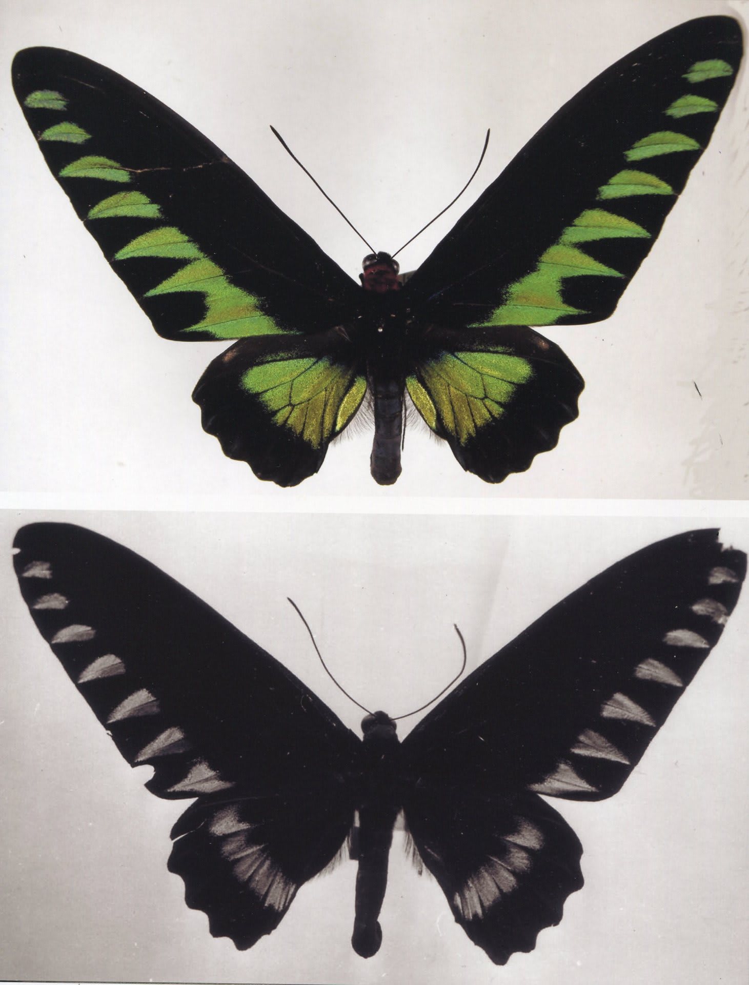 キシタアゲハ１４頭 キシタアゲハ14頭 キシタアゲハ14頭