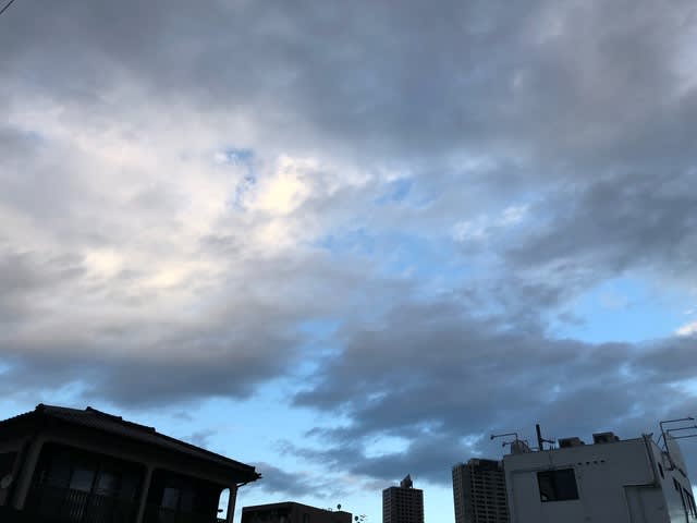 チェリー スピッツ ティーガーデン