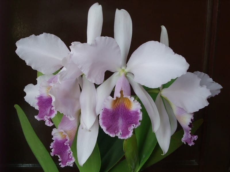 ○C. Mrs. Myra Peeters'Gleneyrie' - カトログ !! ~ カトレヤ ○C. Mrs. Myra Peeters'Gleneyrie' - カトログ !! ~ カトレヤ