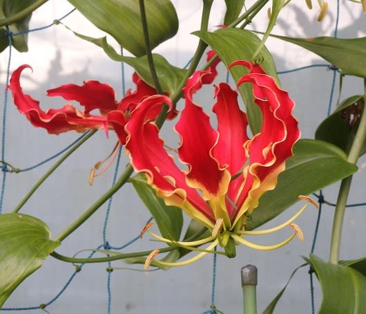 グロリオーサの花とハイビスカスの花 愛媛県宇和島市からの良いたより