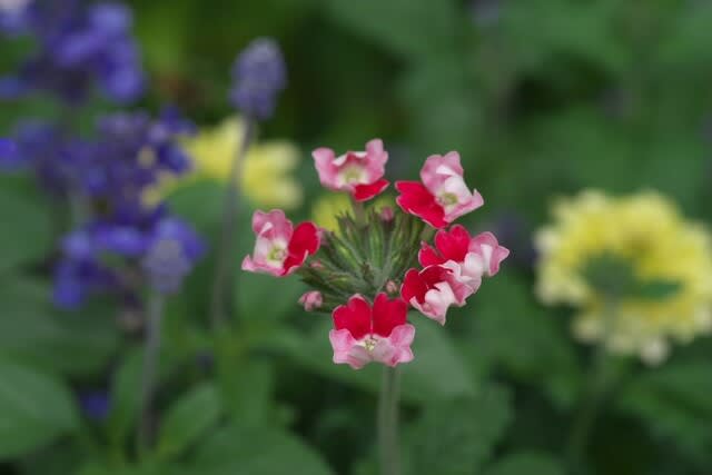 バーベナ サクラソウに似たカラフルな花は６月２４日の誕生花 Aiグッチ のつぶやき