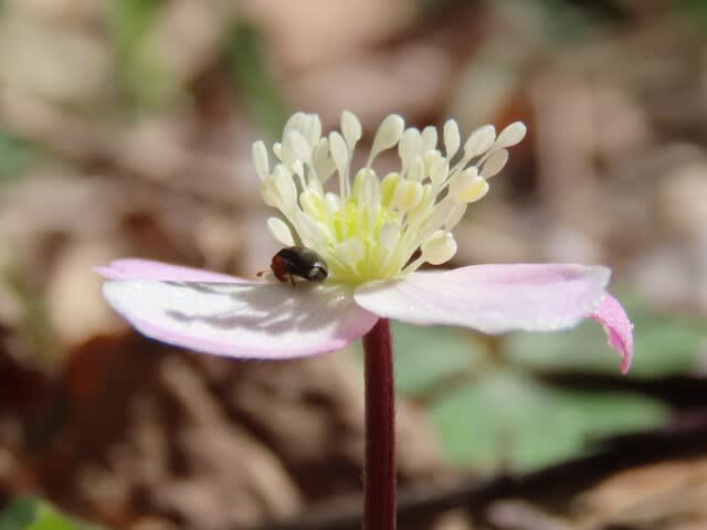 高ボッチ高原・鉢伏山で最近咲いている花　ニリンソウ（二輪草）