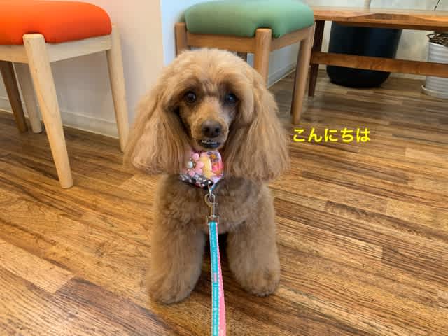 初めての顔バリしました 湘南トイプードルまりんのわん ダフルライフ 初めての顔バリしました 湘南トイプードルまりんのわん ダフルライフ