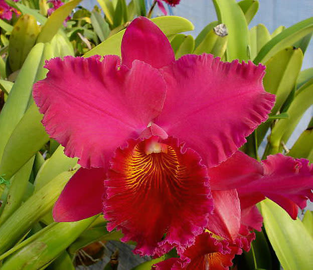 Rlc. Shinfong Vivid'Yuki' - カトログ !! ~ カトレヤ交配種の Rlc. Shinfong Vivid'Yuki' - カトログ !! ~ カトレヤ交配種の