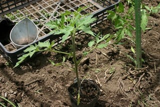 トマトの定植いろいろ 斜め植え 無農薬 自然菜園 自然農法 自然農 で 自給自足life 持続可能で豊かで自然な暮らしの分かち合い