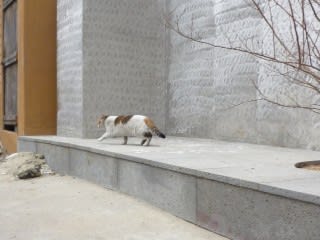 ソウルののらねこ