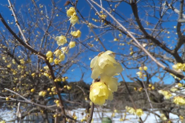ソシンロウバイ 透明感ある黄色い花は12月日の誕生花 Aiグッチ のつぶやき
