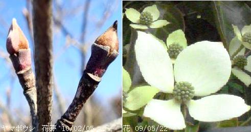 ヤマボウシと常緑ヤマボウシの花芽 里山コスモスブログ