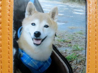 永遠の13歳 Happy Birthday コロちゃん 15歳 柴犬多頭飼い コクマチャ日記 永遠の13歳 Happy Birthday コロちゃん 15歳 柴犬多頭飼い コクマチャ日記