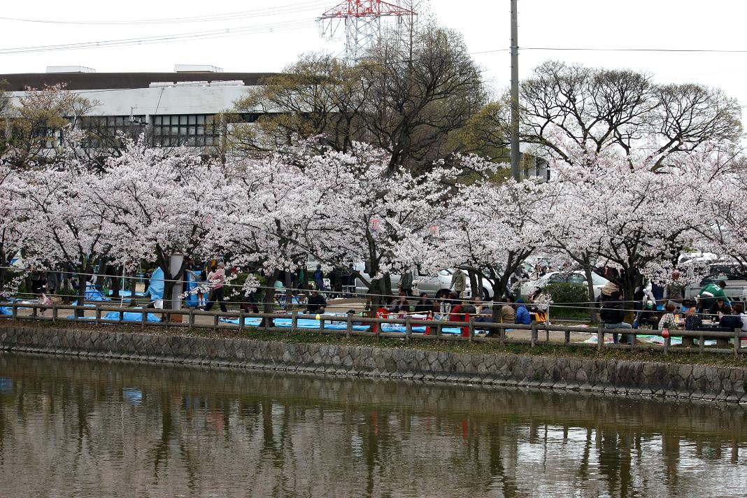 桜・・・爛漫の画像