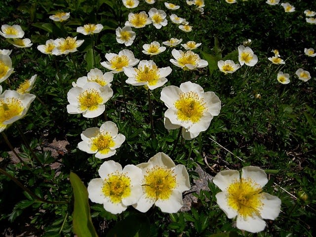 高山の花々 チングルマ編 気ままなピークハンターズの山旅