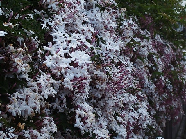 ハゴロモジャスミン 羽衣ジャスミン ハナスキの散歩で見た花