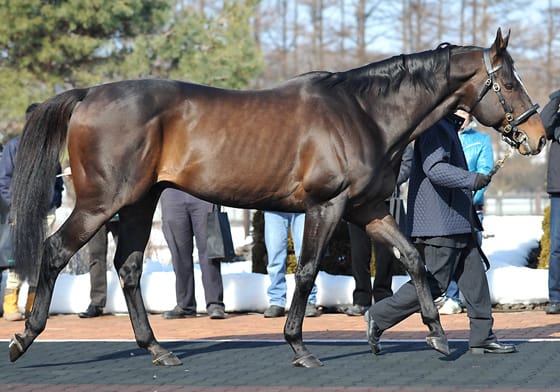 【サラブレッドセール（せり市場）＝馬市】＆【種牡馬】の最新情報　by馬市.com