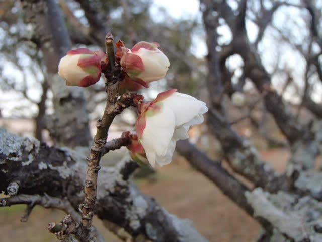 梅は咲いたか 桜はまだかいな 行縢探検倶楽部２