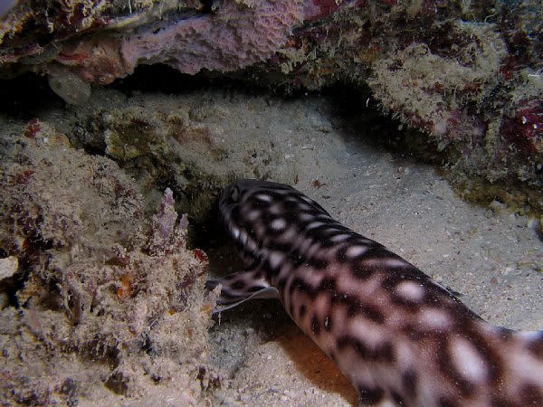 07 08 シパダン サンゴトラザメ コーラルキャットシャーク 島雄のdivetrip 07 08 シパダン サンゴトラザメ コーラルキャットシャーク 島雄のdivetrip